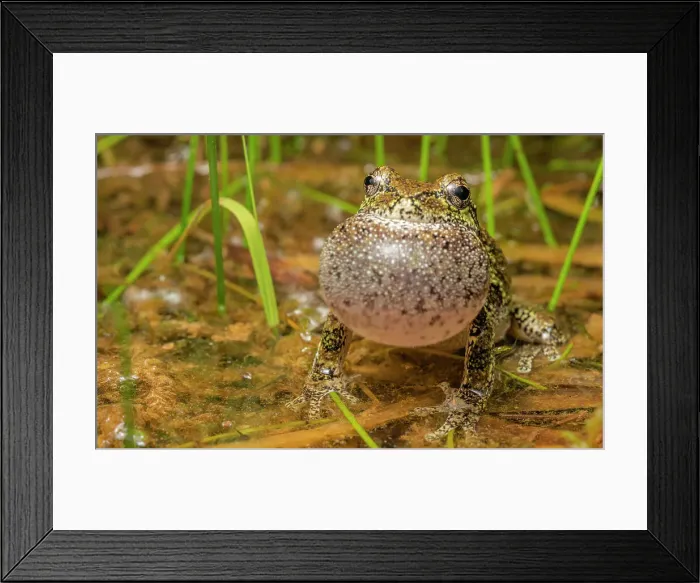 Framed Print : Gray Tree Frog (Dryophytes versicolor) with vocal sac fully inflated while calling during spring breeding season, Thornton, Ontario, Canada Framed Print : Gray Tree Frog (Dryophytes versicolor) with vocal sac fully inflated while calling during spring breeding season, Thornton, Ontario, Canada