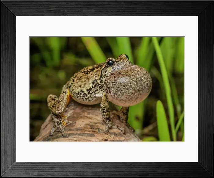 Framed Print : Gray Tree Frog (Dryophytes versicolor) with vocal sac fully inflated while calling during spring breeding season, Thornton, Ontario, Canada Framed Print : Gray Tree Frog (Dryophytes versicolor) with vocal sac fully inflated while calling during spring breeding season, Thornton, Ontario, Canada