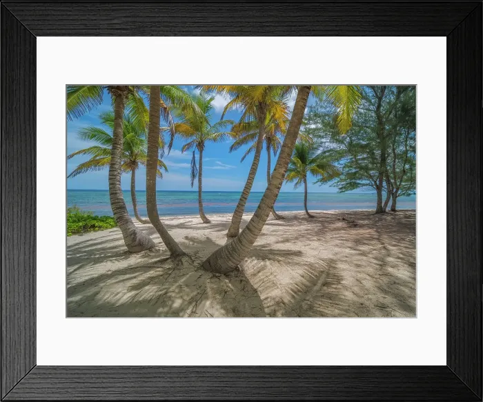 Framed Print : Palm Trees and beach on Grand Cayman, Cayman Islands, British West Indies Framed Print : Palm Trees and beach on Grand Cayman, Cayman Islands, British West Indies