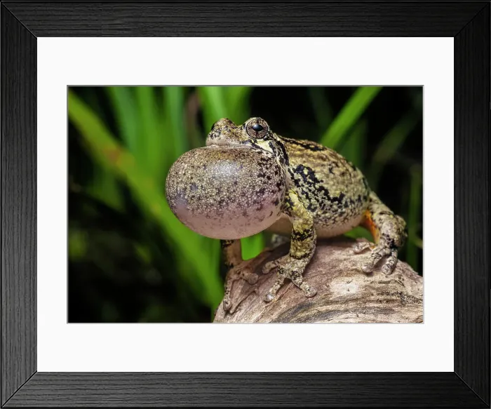 Framed Print : Gray Tree Frog (Dryophytes versicolor) with vocal sac fully inflated while calling during spring breeding season, Thornton, Ontario, Canada Framed Print : Gray Tree Frog (Dryophytes versicolor) with vocal sac fully inflated while calling during spring breeding season, Thornton, Ontario, Canada