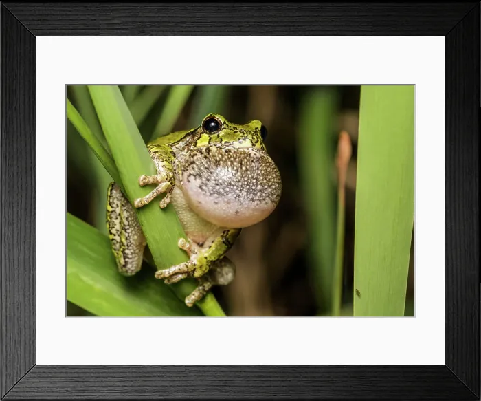 Framed Print : Gray Tree Frog (Dryophytes versicolor) with vocal sac fully inflated while calling during spring breeding season, Thornton, Ontario, Canada Framed Print : Gray Tree Frog (Dryophytes versicolor) with vocal sac fully inflated while calling during spring breeding season, Thornton, Ontario, Canada