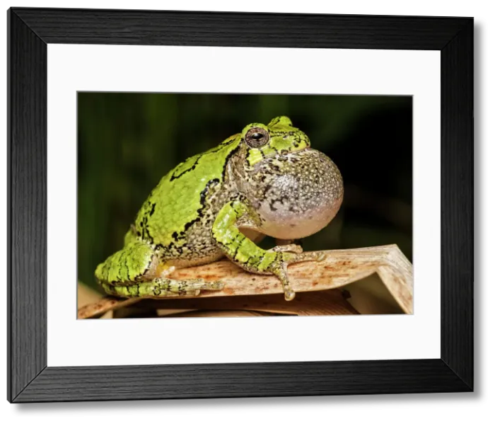 Framed Print : Gray Tree Frog (Dryophytes versicolor) with vocal sac fully inflated while calling during spring breeding season, Thornton, Ontario, Canada Framed Print : Gray Tree Frog (Dryophytes versicolor) with vocal sac fully inflated while calling during spring breeding season, Thornton, Ontario, Canada