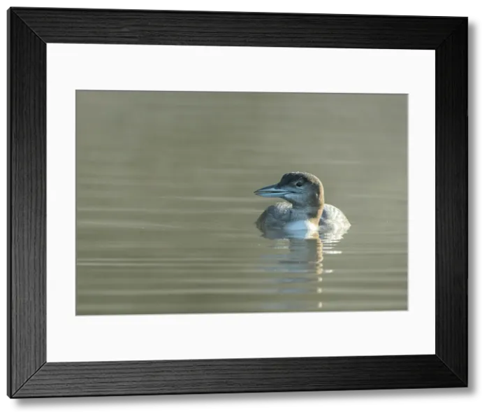 Framed Print : Common Loon (Gavia immer) juvenile, on Horseshoe Lake, Muskoka, Ontario, Canada Framed Print : Common Loon (Gavia immer) juvenile, on Horseshoe Lake, Muskoka, Ontario, Canada