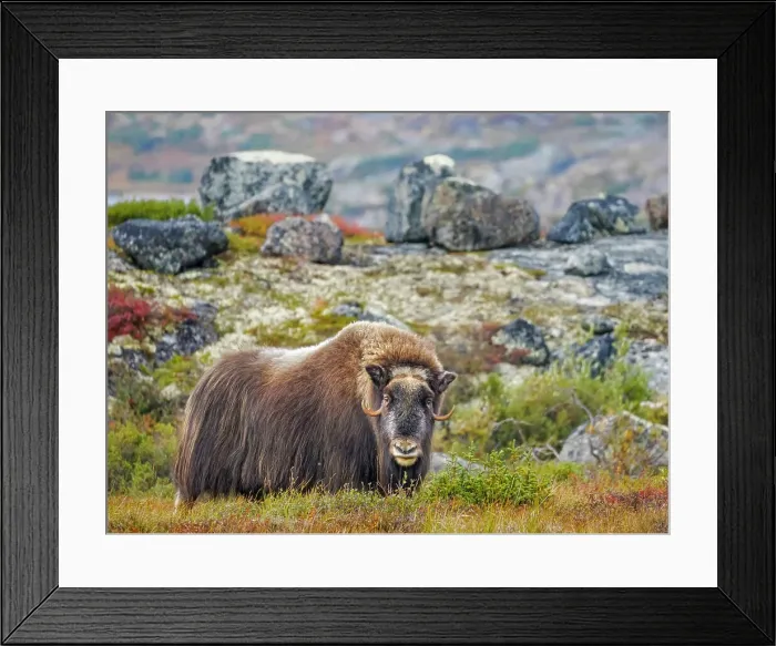 Framed Print : Muskox (Ovibos moschatus), Nunavik, Quebec, Canada Framed Print : Muskox (Ovibos moschatus), Nunavik, Quebec, Canada