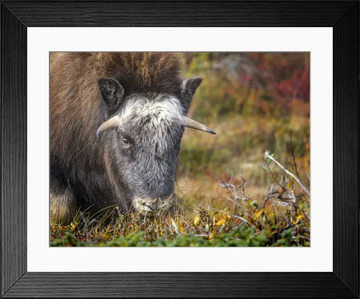 Framed Print : Muskox (Ovibos moschatus), Nunavik, Quebec, Canada Framed Print : Muskox (Ovibos moschatus), Nunavik, Quebec, Canada