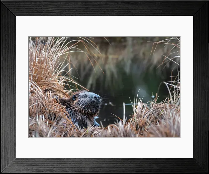 Framed Print : Beaver (Castor canadensis) at Costello Creek in Algonquin Provincial Park, Ontario, Canada Framed Print : Beaver (Castor canadensis) at Costello Creek in Algonquin Provincial Park, Ontario, Canada