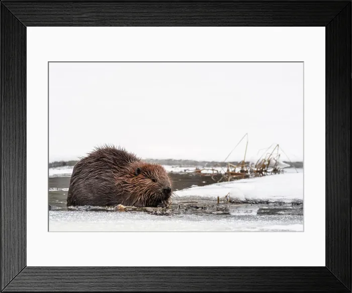 Framed Print : Beaver (Castor canadensis) in winter on Costello Creek, Algonquin Provincial Park, Ontario, Canada
