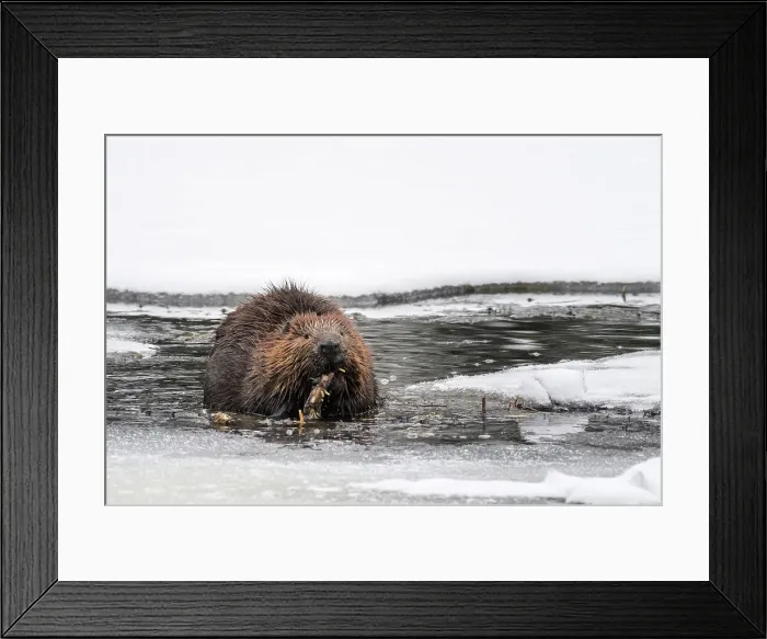 Framed Print : Beaver (Castor canadensis) in winter on Costello Creek, Algonquin Provincial Park, Ontario, Canada