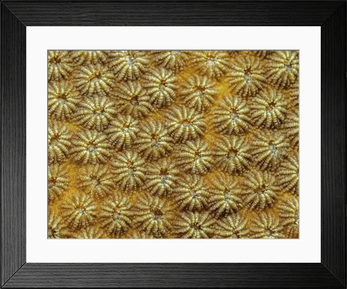 Framed Print : Coral Details, Grand Cayman, British West Indies Framed Print : Coral Details, Grand Cayman, British West Indies