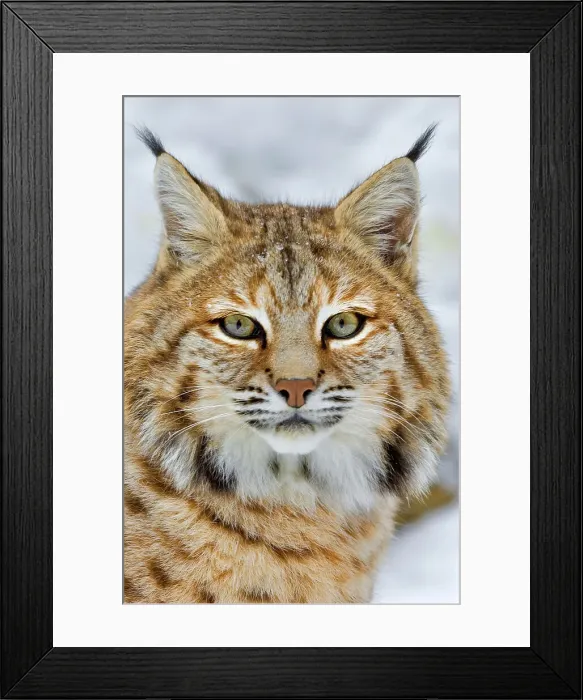 Framed Print : Bobcat (Lynx rufus) - captive, Ontario, Canada Framed Print : Bobcat (Lynx rufus) - captive, Ontario, Canada