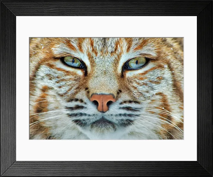 Framed Print : Bobcat (Lynx rufus) - captive, Ontario, Canada