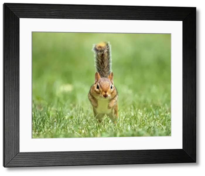 Framed Print : Eastern Chipmunk (Tamias striatus), Thornton, Ontario, Canada Framed Print : Eastern Chipmunk (Tamias striatus), Thornton, Ontario, Canada