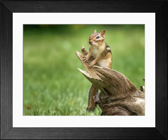 Framed Print : Eastern Chipmunk (Tamias striatus), Thornton, Ontario, Canada Framed Print : Eastern Chipmunk (Tamias striatus), Thornton, Ontario, Canada