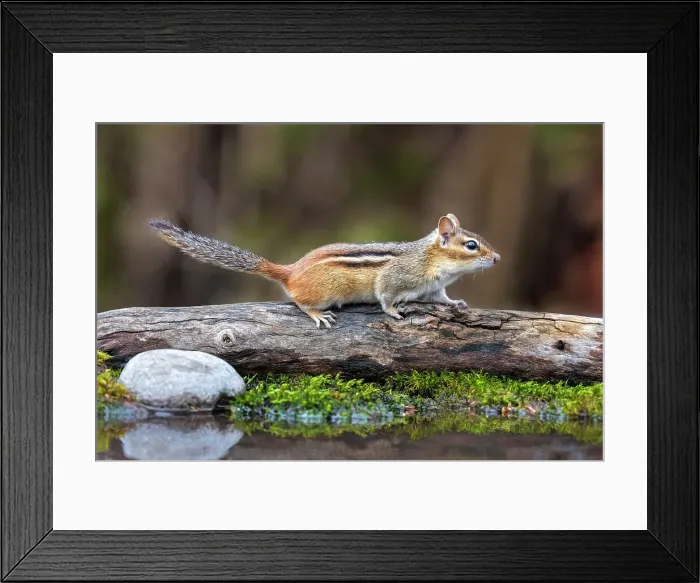 Framed Print : Eastern Chipmunk (Tamias striatus) at pond, Thornton, Ontario, Canada Framed Print : Eastern Chipmunk (Tamias striatus) at pond, Thornton, Ontario, Canada