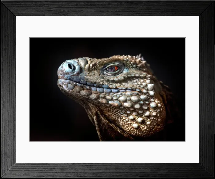 Framed Print : A critically endangered Blue Iguana (Cyclura lewisi) male on Grand Cayman, Cayman Islands, British West Indies Framed Print : A critically endangered Blue Iguana (Cyclura lewisi) male on Grand Cayman, Cayman Islands, British West Indies