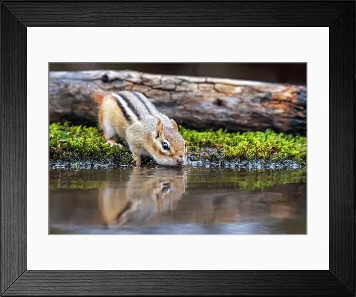 Framed Print : Eastern Chipmunk (Tamias striatus) at pond, Thornton, Ontario, Canada Framed Print : Eastern Chipmunk (Tamias striatus) at pond, Thornton, Ontario, Canada