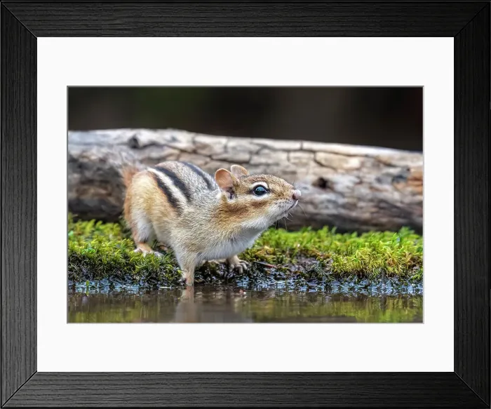 Framed Print : Eastern Chipmunk (Tamias striatus) at pond, Thornton, Ontario, Canada Framed Print : Eastern Chipmunk (Tamias striatus) at pond, Thornton, Ontario, Canada