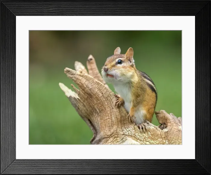 Framed Print : Eastern Chipmunk (Tamias striatus), Thornton, Ontario, Canada Framed Print : Eastern Chipmunk (Tamias striatus), Thornton, Ontario, Canada