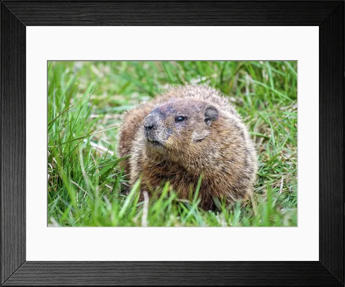 Framed Print : Groundhog (Marmota monax), Barrie, Ontario, Canada Framed Print : Groundhog (Marmota monax), Barrie, Ontario, Canada