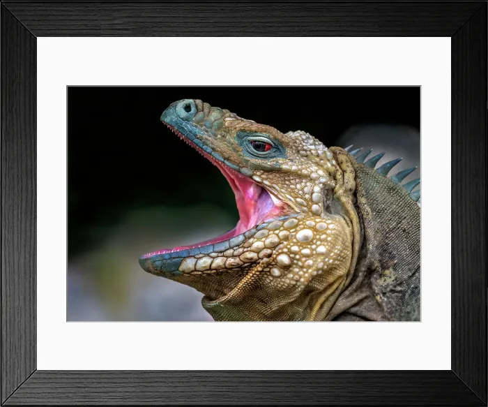 Framed Print : A critically endangered Blue Iguana (Cyclura lewisi) male with mouth openon Grand Cayman, Cayman Islands, British West Indies Framed Print : A critically endangered Blue Iguana (Cyclura lewisi) male with mouth openon Grand Cayman, Cayman Islands, British West Indies