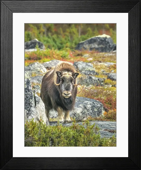 Framed Print : Muskox (Ovibos moschatus), Nunavik, Quebec, Canada Framed Print : Muskox (Ovibos moschatus), Nunavik, Quebec, Canada