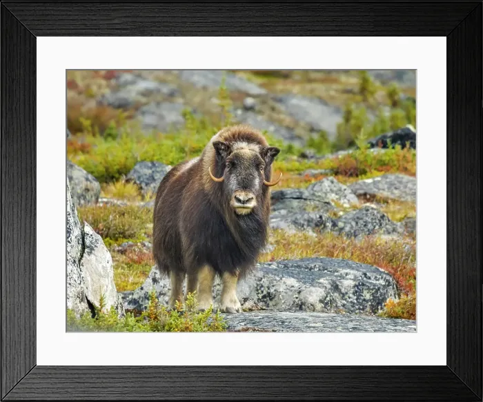 Framed Print : Muskox (Ovibos moschatus), Nunavik, Quebec, Canada Framed Print : Muskox (Ovibos moschatus), Nunavik, Quebec, Canada