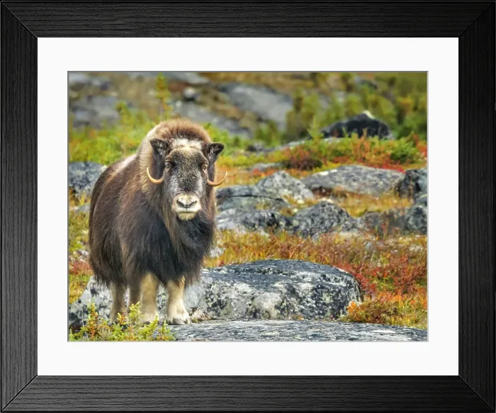 Framed Print : Muskox (Ovibos moschatus), Nunavik, Quebec, Canada Framed Print : Muskox (Ovibos moschatus), Nunavik, Quebec, Canada