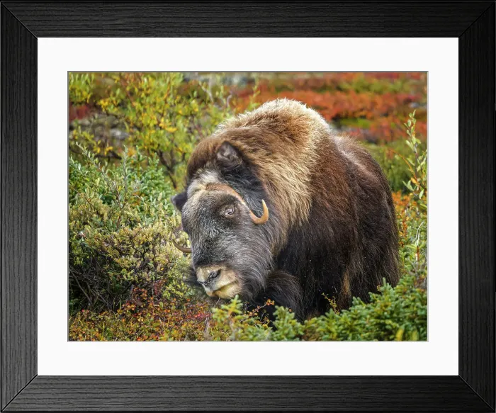 Framed Print : Muskox (Ovibos moschatus), Nunavik, Quebec, Canada Framed Print : Muskox (Ovibos moschatus), Nunavik, Quebec, Canada