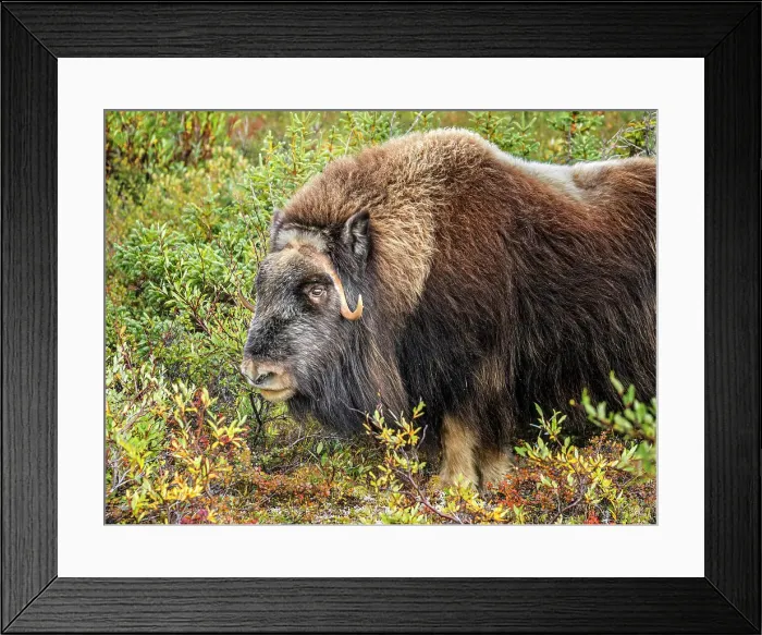 Framed Print : Muskox (Ovibos moschatus), Nunavik, Quebec, Canada Framed Print : Muskox (Ovibos moschatus), Nunavik, Quebec, Canada