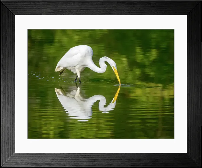 Framed Print : Great Egret (Ardea alba), High Park, Toronto, Ontario