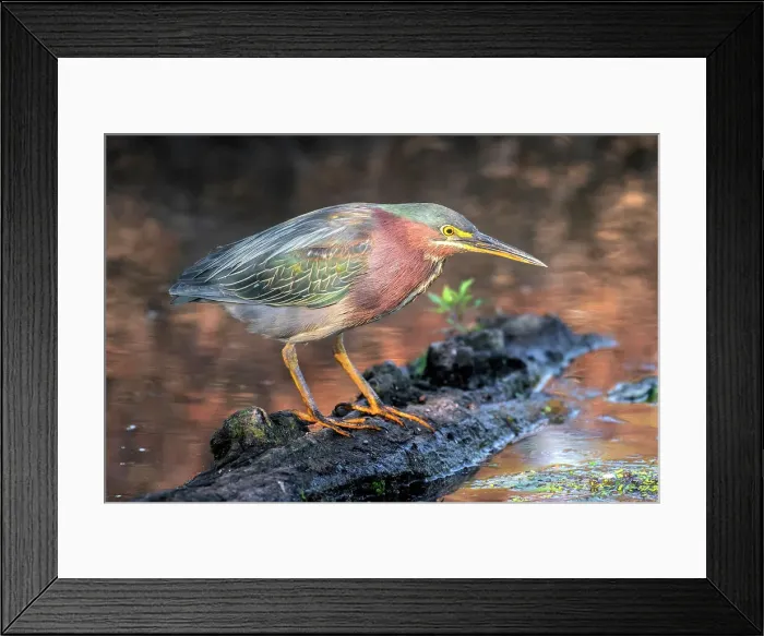 Framed Print : Green Heron (Butorides virescens) at Grindstone Creek in Burlington, Ontario, Canada Framed Print : Green Heron (Butorides virescens) at Grindstone Creek in Burlington, Ontario, Canada