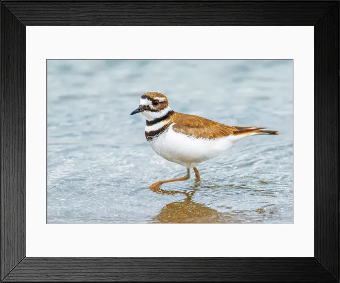 Framed Print : Killdeer (Charadrius vociferus) on the shore of Lake Ontario, Oakville, Ontario, Canada Framed Print : Killdeer (Charadrius vociferus) on the shore of Lake Ontario, Oakville, Ontario, Canada