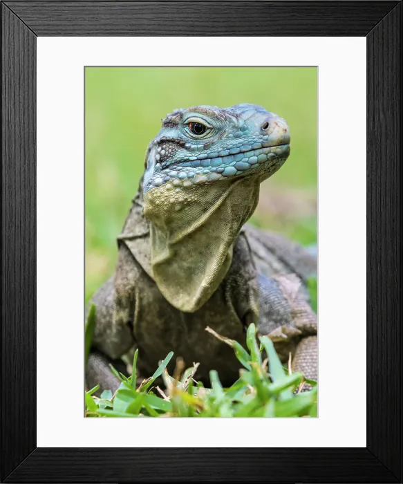 Framed Print : A critically endangered Blue Iguana (Cyclura lewisi) female on Grand Cayman, Cayman Islands, British West Indies Framed Print : A critically endangered Blue Iguana (Cyclura lewisi) female on Grand Cayman, Cayman Islands, British West Indies
