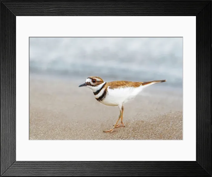 Framed Print : Killdeer (Charadrius vociferus) on the shore of Lake Ontario, Oakville, Ontario, Canada Framed Print : Killdeer (Charadrius vociferus) on the shore of Lake Ontario, Oakville, Ontario, Canada