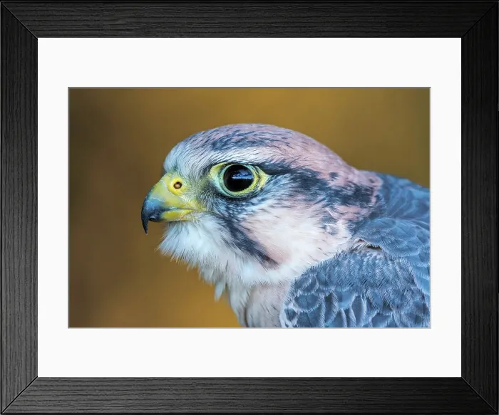 Framed Print : Lanner Falcon (Falco biarmicus) - captive bred Framed Print : Lanner Falcon (Falco biarmicus) - captive bred