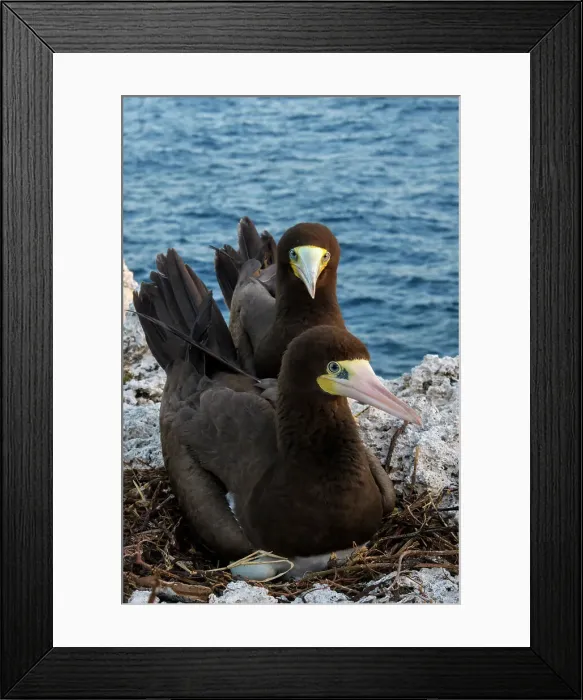 Framed Print : Brown Booby (Sula leucogaster) male and female at the nest, Cayman Brac, Cayman Islands, British West Indies Framed Print : Brown Booby (Sula leucogaster) male and female at the nest, Cayman Brac, Cayman Islands, British West Indies
