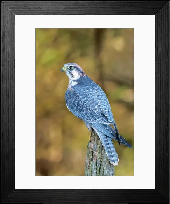 Framed Print : Lanner Falcon (Falco biarmicus) - captive bred Framed Print : Lanner Falcon (Falco biarmicus) - captive bred