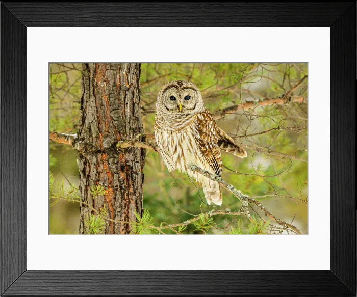 Framed Print : Barred owl (Strix varia) Hunting in winter, Greater Sudbury, Ontario, Canada Framed Print : Barred owl (Strix varia) Hunting in winter, Greater Sudbury, Ontario, Canada