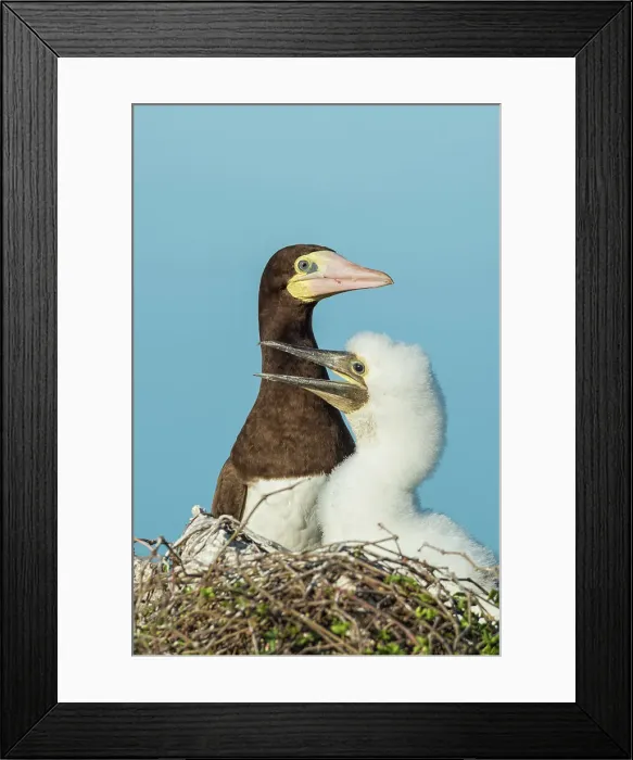 Framed Print : Brown Booby (Sula leucogaster) female with chcik at the nest, Cayman Brac, Cayman Islands, British West Indies