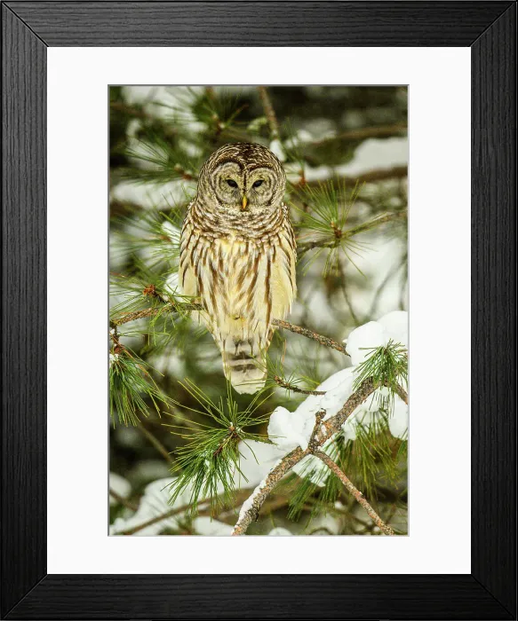 Framed Print : Barred owl (Strix varia), Greater Sudbury, Ontario, Canada Framed Print : Barred owl (Strix varia), Greater Sudbury, Ontario, Canada