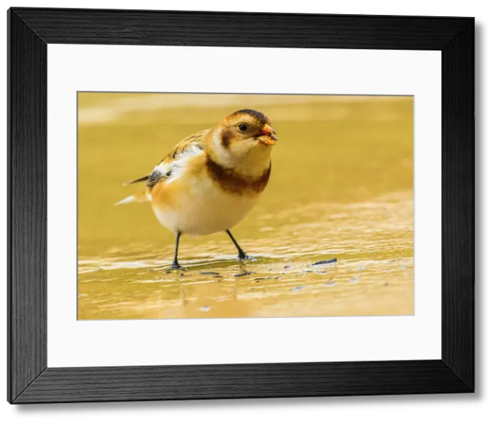Framed Print : Snow bunting (Plectrophenax nivalis) Foraging on sandy shoreline at Katherine Cove, Lake Superior Provincial Park, Ontario, Canada Framed Print : Snow bunting (Plectrophenax nivalis) Foraging on sandy shoreline at Katherine Cove, Lake Superior Provincial Park, Ontario, Canada