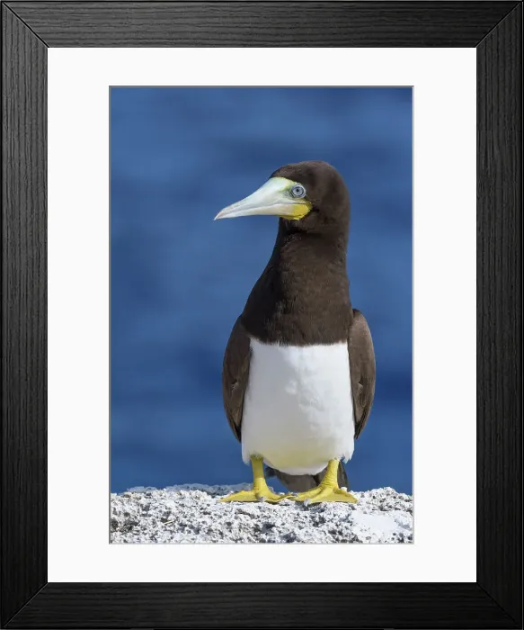 Framed Print : Brown Booby (Sula leucogaster), Cayman Brac, Cayman Islands, British West Indies Framed Print : Brown Booby (Sula leucogaster), Cayman Brac, Cayman Islands, British West Indies