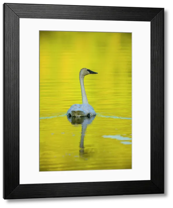 Framed Print : Trumpeter swan (Cygnus bucinator) foraging in beaver pond, Toad River RV park, BC British Columbia, Canada Framed Print : Trumpeter swan (Cygnus bucinator) foraging in beaver pond, Toad River RV park, BC British Columbia, Canada