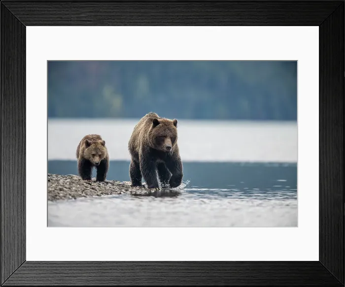 Framed Print : Grizzly bear (Ursus arctos)- Attracted to a sockeye salmon run in the Chilko River, Chilcotin Wilderness, BC Interior, Canada Framed Print : Grizzly bear (Ursus arctos)- Attracted to a sockeye salmon run in the Chilko River, Chilcotin Wilderness, BC Interior, Canada