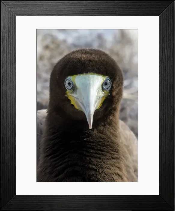 Framed Print : Brown Booby (Sula leucogaster) male, Cayman Brac, Cayman Islands, British West Indies Framed Print : Brown Booby (Sula leucogaster) male, Cayman Brac, Cayman Islands, British West Indies