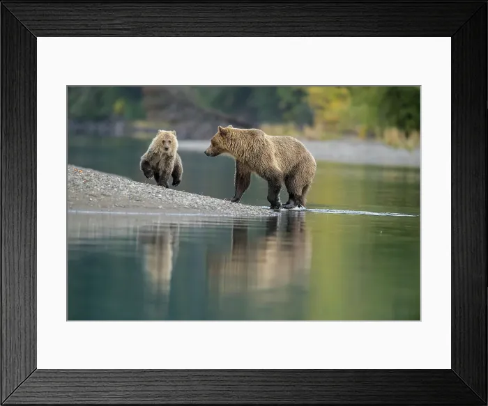 Framed Print : Grizzly bear (Ursus arctos)- First-year cub interacting with mother on shore of the Chilko River, Chilcotin Wilderness, BC Interior, Canada Framed Print : Grizzly bear (Ursus arctos)- First-year cub interacting with mother on shore of the Chilko River, Chilcotin Wilderness, BC Interior, Canada