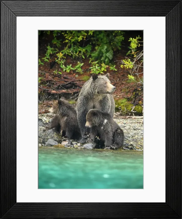 Framed Print : Grizzly bear (Ursus arctos)- Mother and first year cub resting on riverbank while hunting sockeye salmon spawning in the Chilko River, Chilcotin Wilderness, BC Interior, Canada Framed Print : Grizzly bear (Ursus arctos)- Mother and first year cub resting on riverbank while hunting sockeye salmon spawning in the Chilko River, Chilcotin Wilderness, BC Interior, Canada