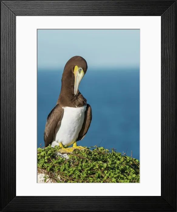 Framed Print : Brown Booby (Sula leucogaster) male preening, Cayman Brac, Cayman Islands, British West Indies Framed Print : Brown Booby (Sula leucogaster) male preening, Cayman Brac, Cayman Islands, British West Indies
