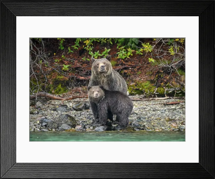 Framed Print : Grizzly bear (Ursus arctos)- Mother and first year cubs hunting sockeye salmon spawning in the Chilko River, Chilcotin Wilderness, BC Interior, Canada Framed Print : Grizzly bear (Ursus arctos)- Mother and first year cubs hunting sockeye salmon spawning in the Chilko River, Chilcotin Wilderness, BC Interior, Canada