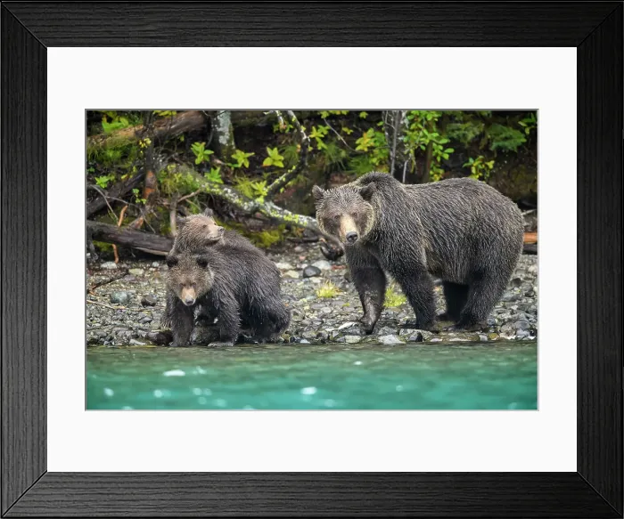 Framed Print : Grizzly bear (Ursus arctos)- Mother and first year cubs hunting sockeye salmon spawning in the Chilko River, Chilcotin Wilderness, BC Interior, Canada Framed Print : Grizzly bear (Ursus arctos)- Mother and first year cubs hunting sockeye salmon spawning in the Chilko River, Chilcotin Wilderness, BC Interior, Canada